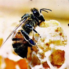 比蜂蜜還營養的蜂王乳!蜂王乳的製程